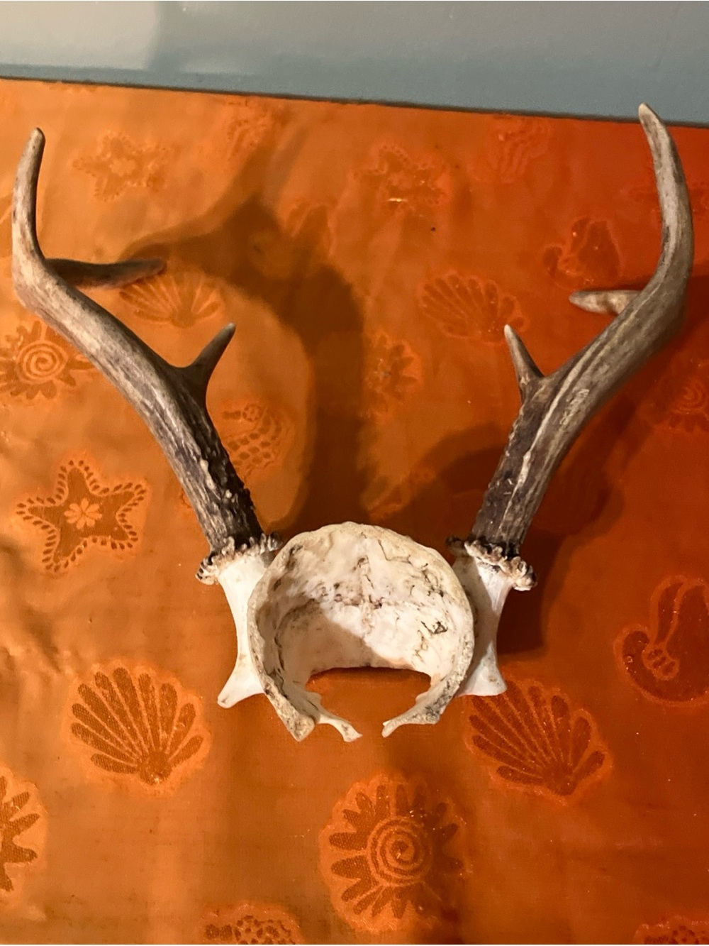 Huge Whitetail Deer Antlers 6 Point Buck-a - Picture 5 of 7